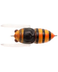 Tiemco Soft Shell Cicada EVO Surface Lures