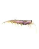 Pro Lure Clone Prawn Lures