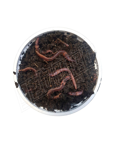 Tub Of Live Worms